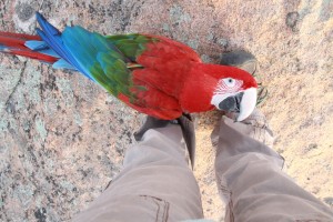 Greenwing macaw at my feet